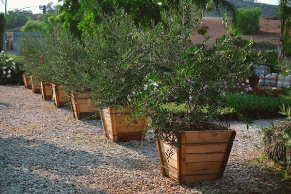 young olive trees in crates