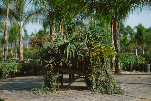 Potted plants in wheelbarrow