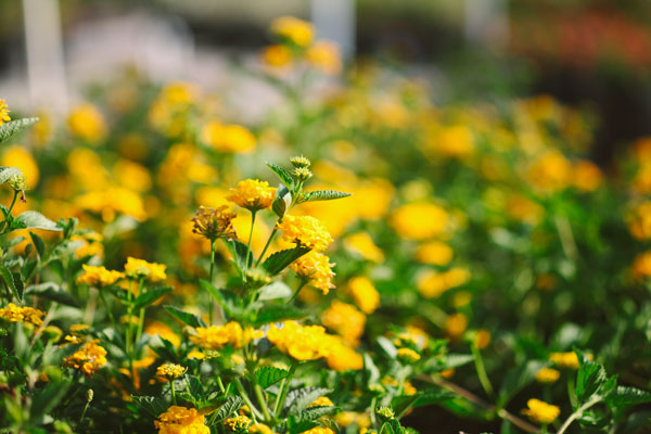 yellow flowering shrubs