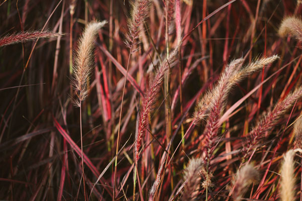 red grasses 