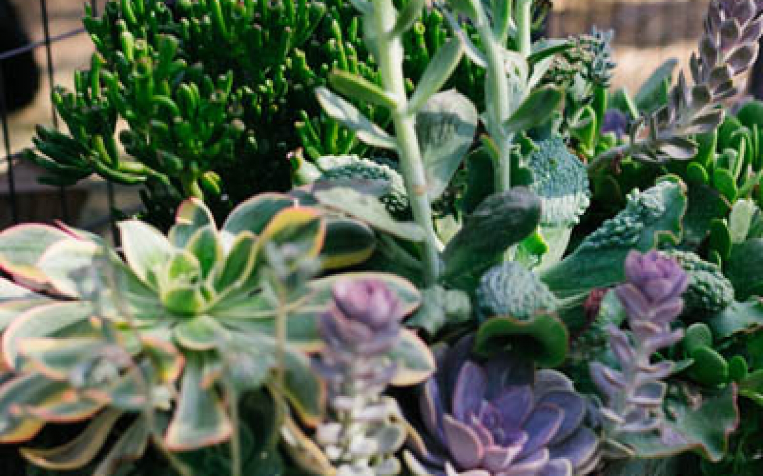 Home Sterling Gardens Nursery