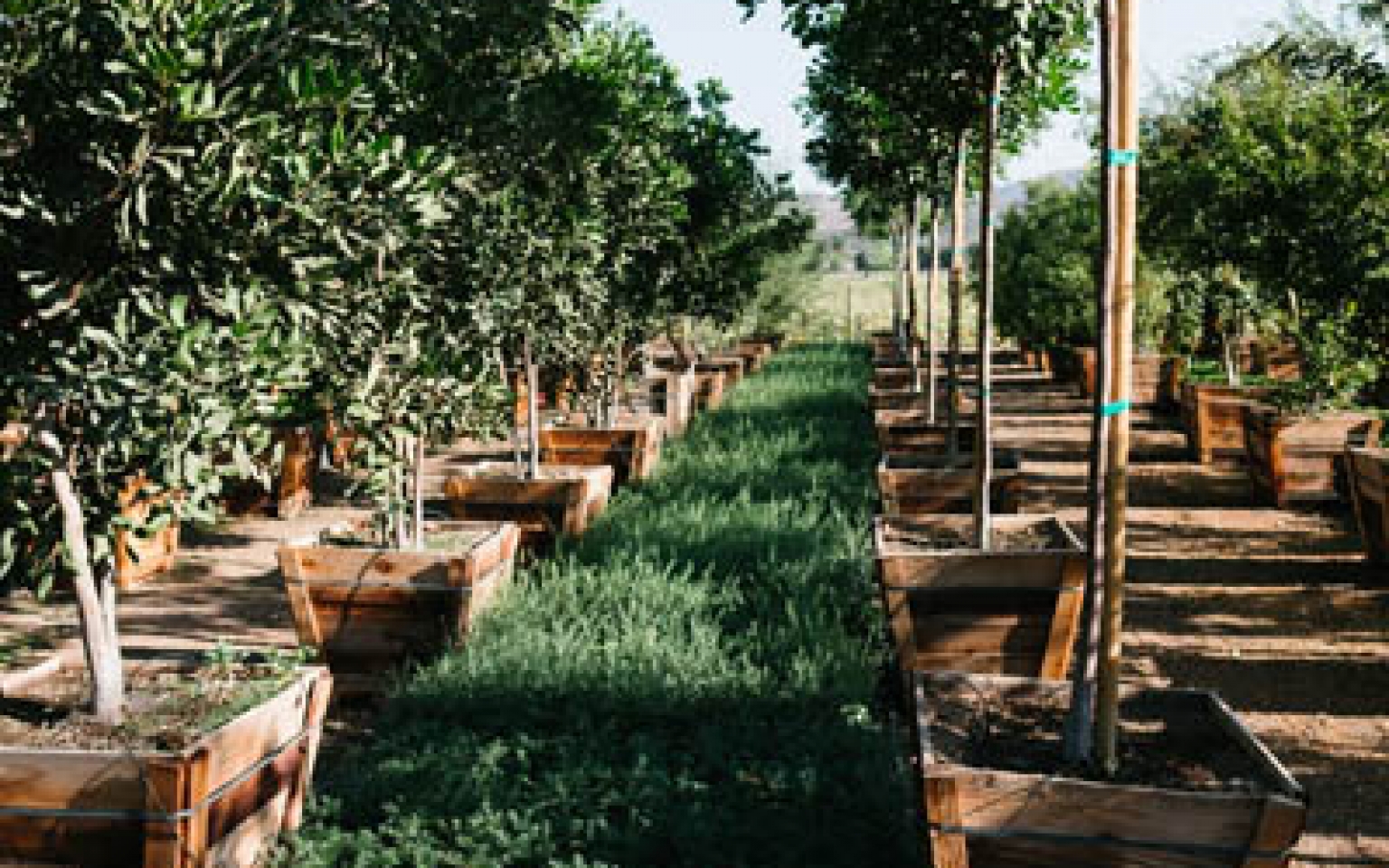 Home Sterling Gardens Nursery