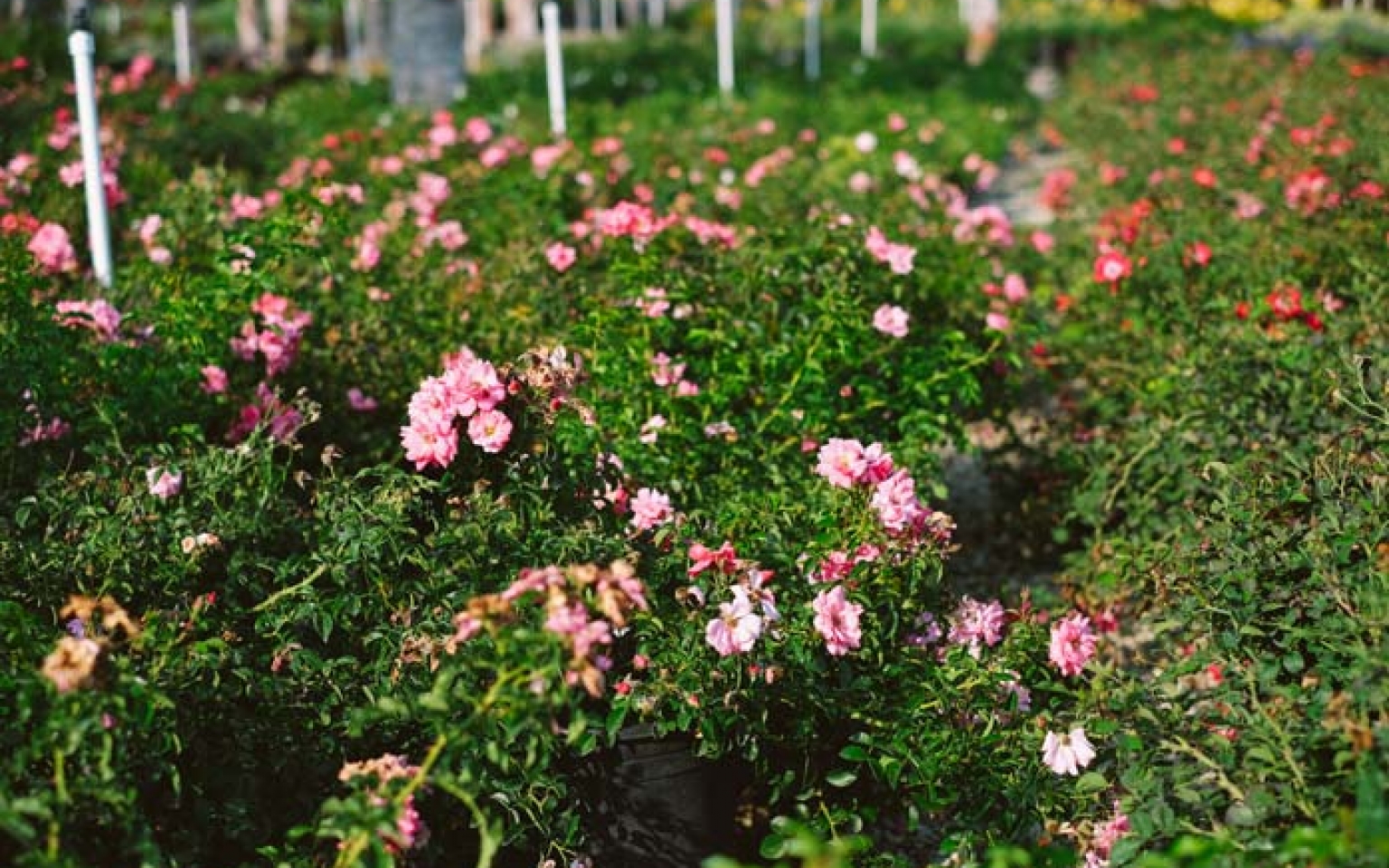 Home Sterling Gardens Nursery