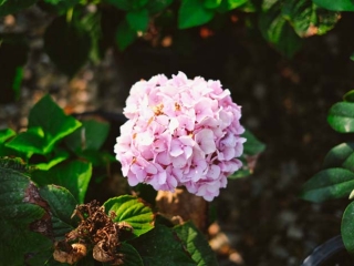 hydrangea