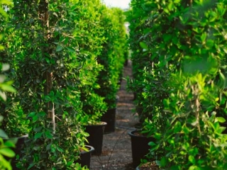 row of hedging materials