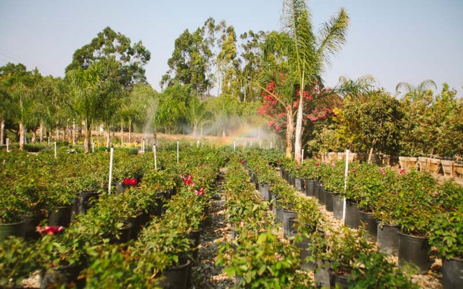 Home Sterling Gardens Nursery