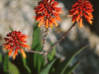 succulent flowers