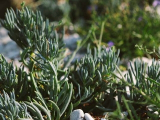 succulent