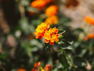 lantana