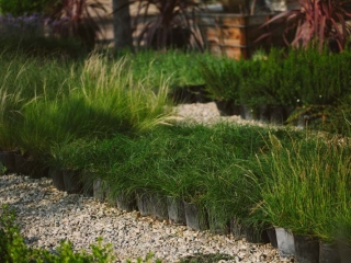 grasses