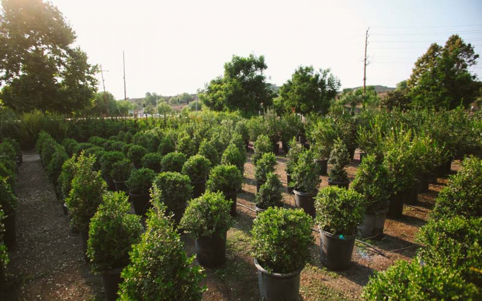 Home Sterling Gardens Nursery