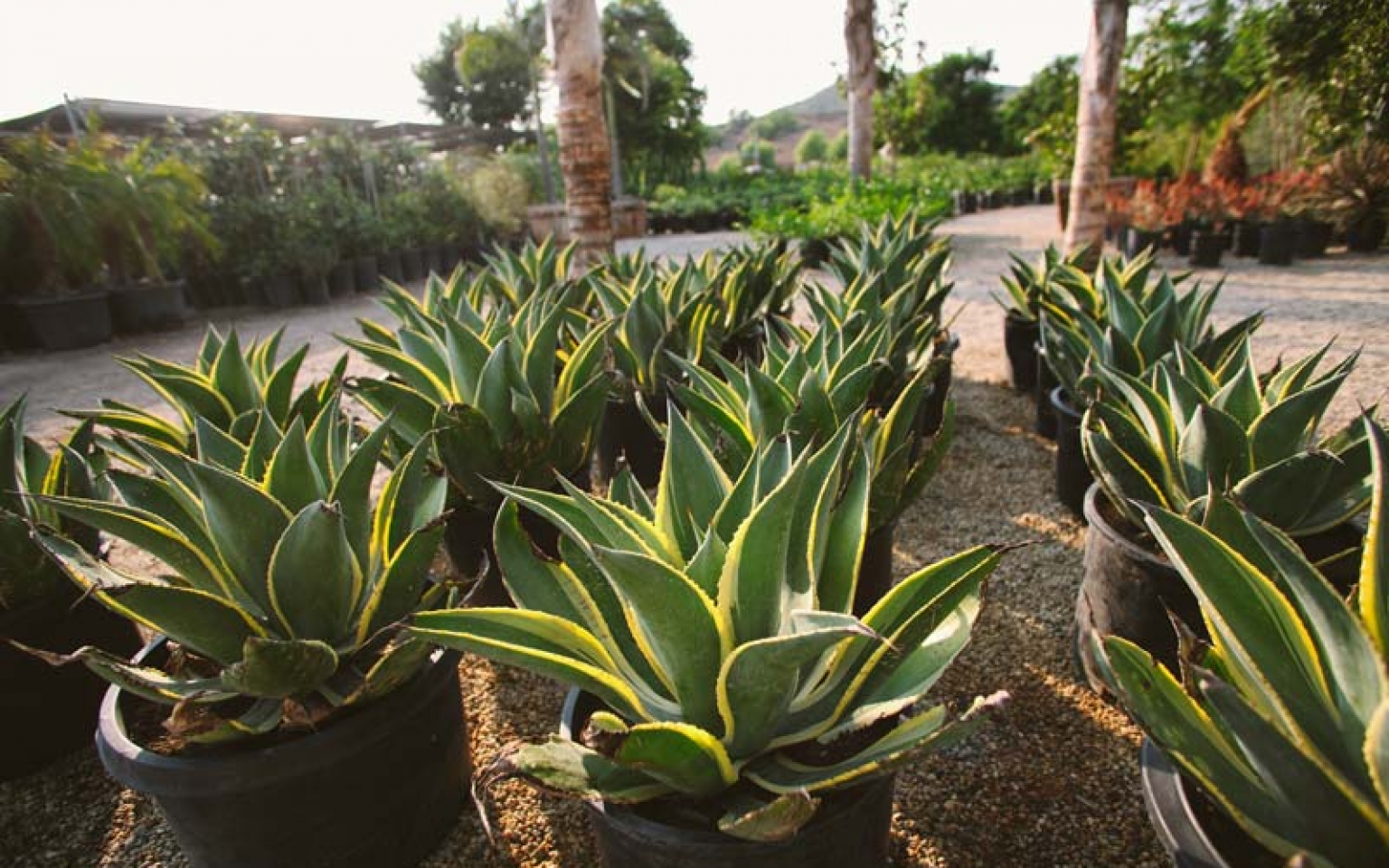 Home Sterling Gardens Nursery